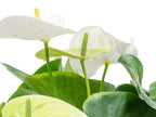 Anthurium Blanc – Plante D'Intérieur