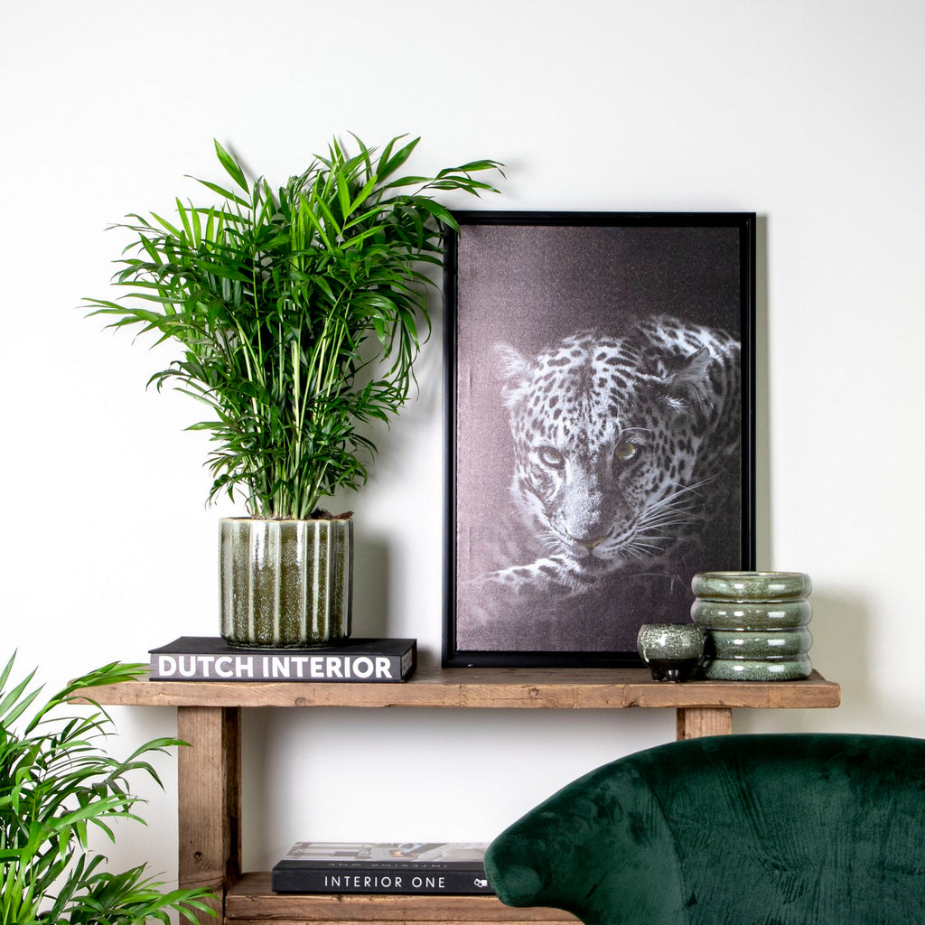 Chamaedorea Elegans – Plante D'Intérieur