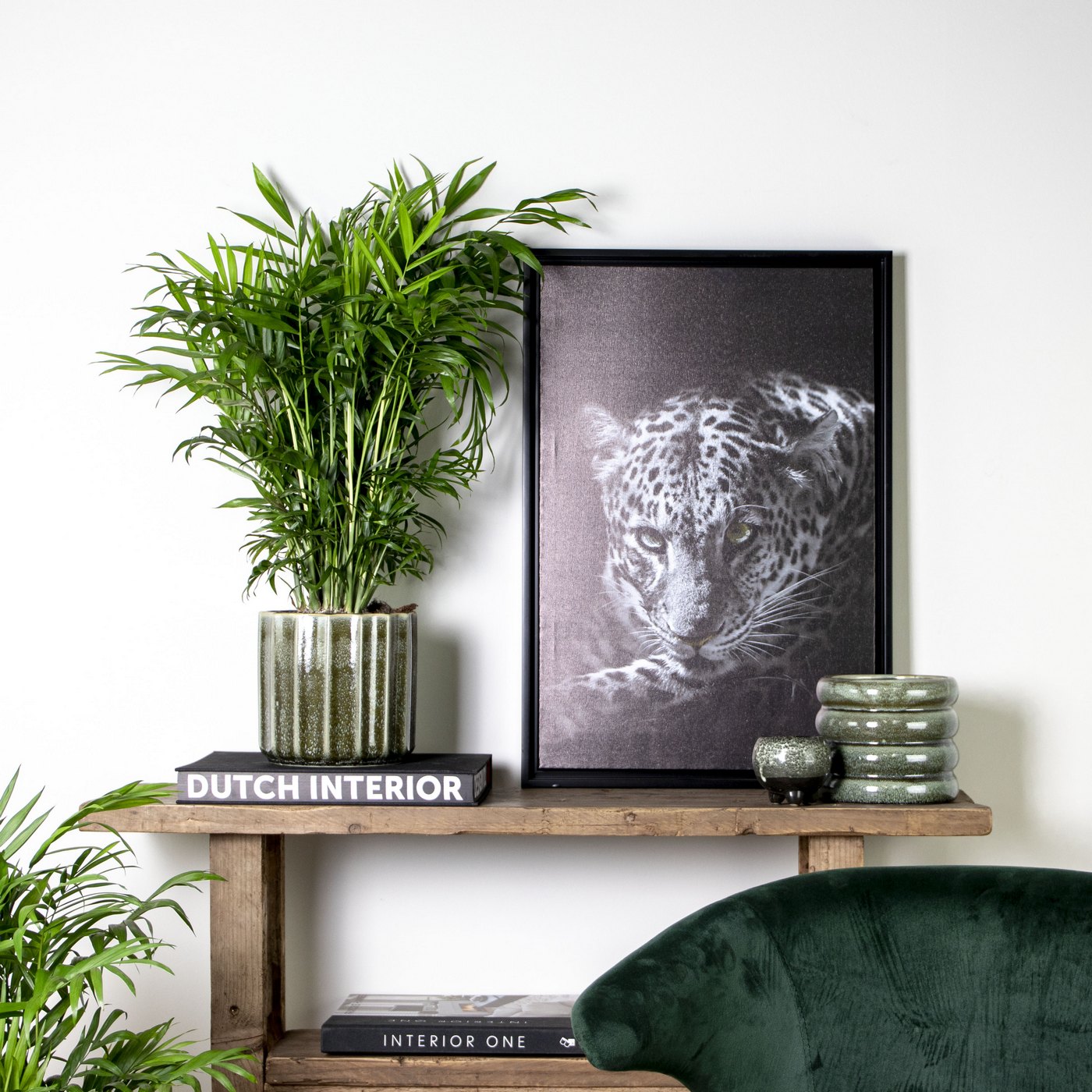 Chamaedorea Elegans – Plante D'Intérieur