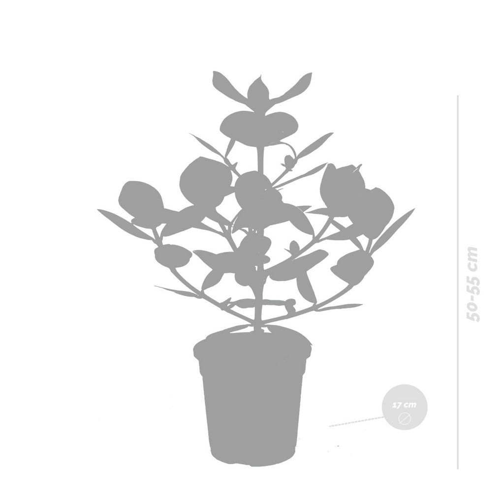 Clusia Rosea Princess – Plante D'Intérieur