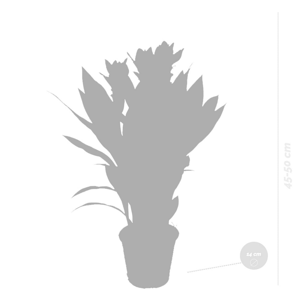 Curcuma Siam – Houseplant