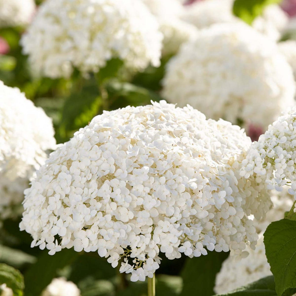 Lot De 2 Hortensias Strong Annabel – Plante D'Extérieur