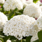 Lot De 2 Hortensias Strong Annabel – Plante D'Extérieur