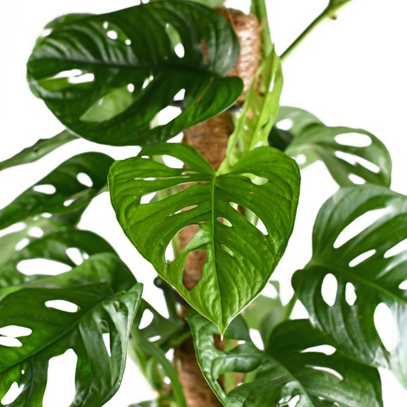 Monstera Monkey Leaf on Moss Pole – Houseplant