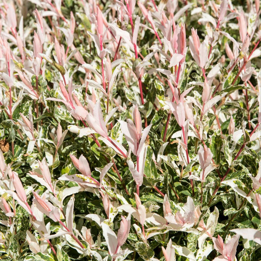 Lot De 2 Salix Flamingo – Plante D'Extérieur