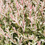 Lot De 2 Salix Flamingo – Plante D'Extérieur