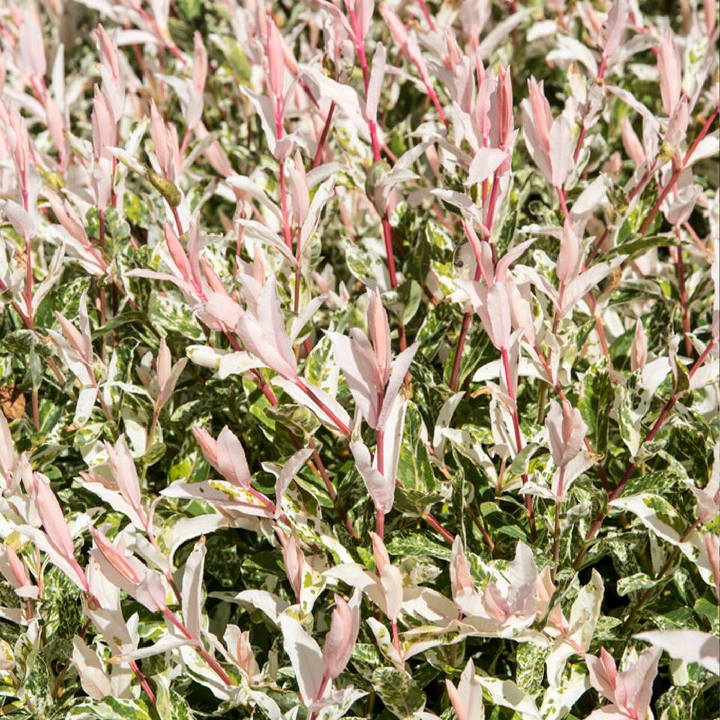 Lot De 2 Salix Flamingo – Plante D'Extérieur