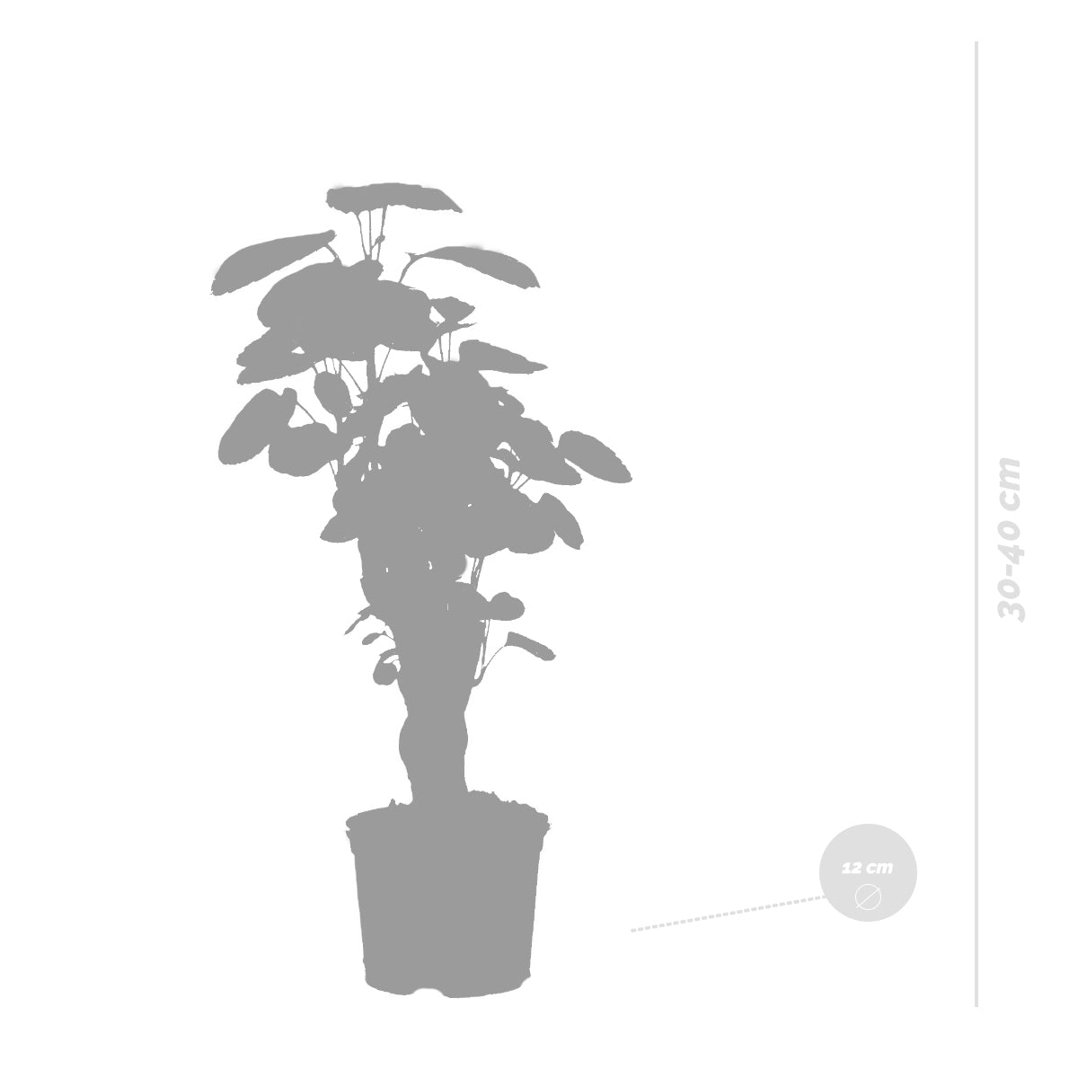 Polyscias Fabian – Houseplant