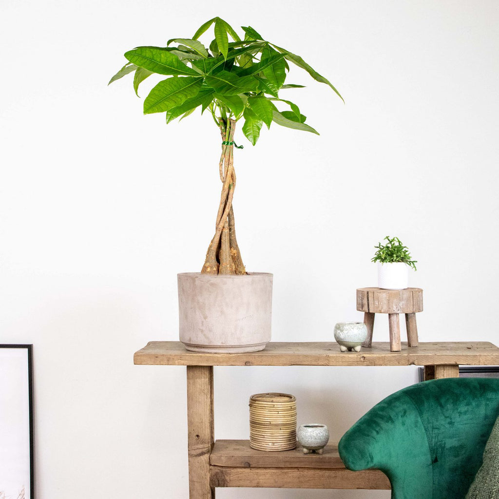 Pachira Arbre À Monnaie – Plante D'Intérieur