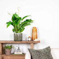 Spathiphyllum Bingo Cupido – Houseplant