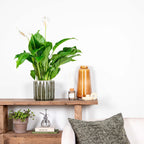 Spathiphyllum Bingo Cupido – Houseplant