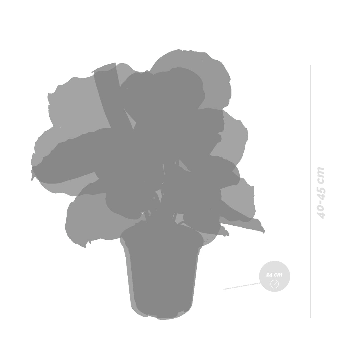Lot De 2 Calathéa Médaillon Et Orbifolia – Plante D'Intérieur