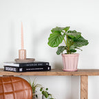 Calathéa Orbifolia – Plante D'Intérieur