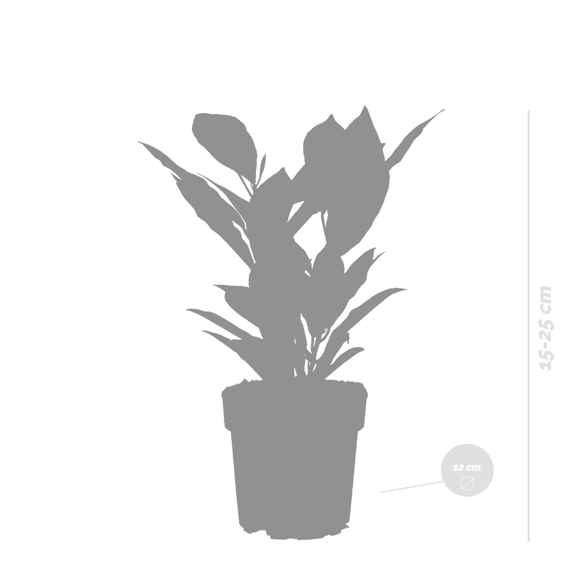 Codiaeum Sunny Star – Plante D'Intérieur