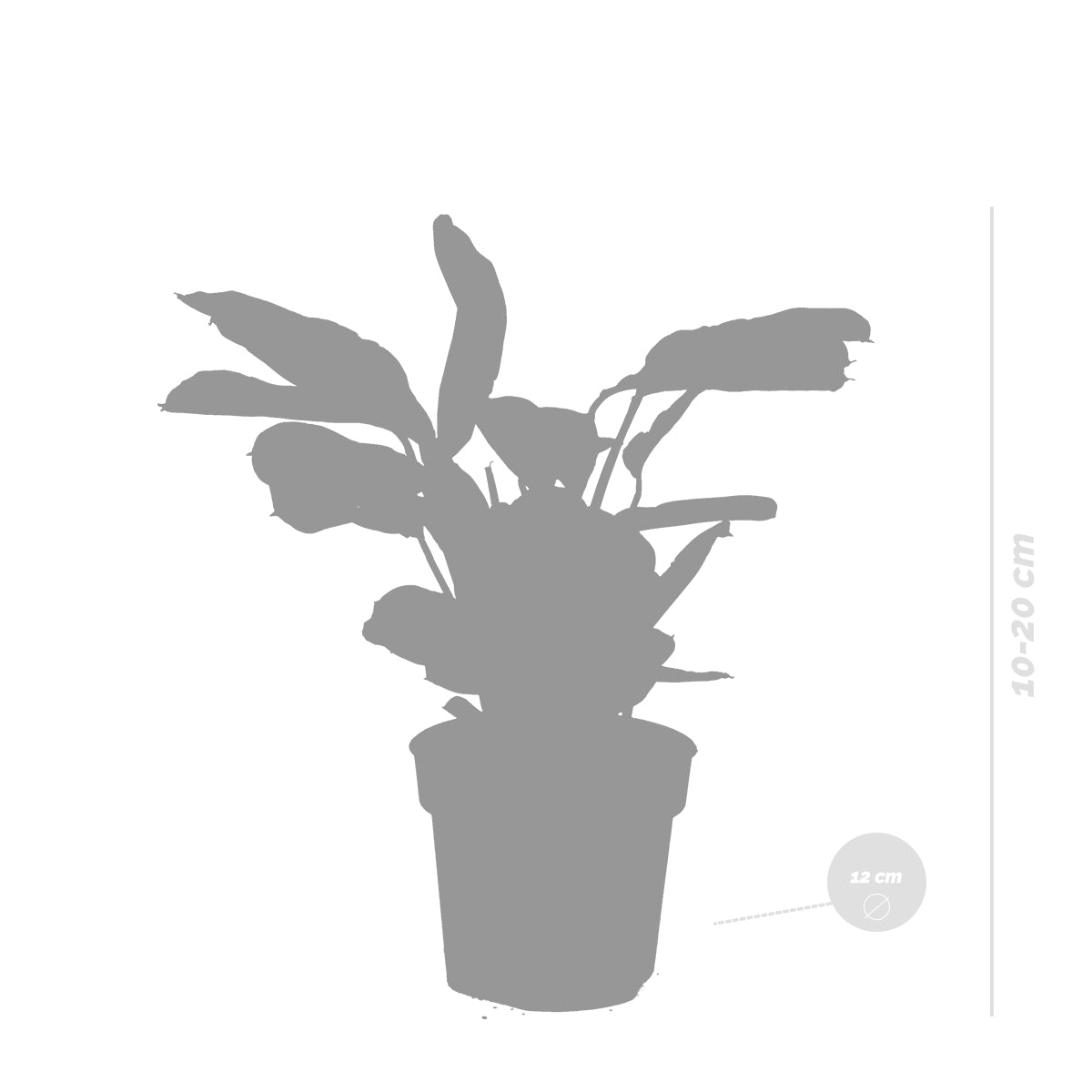 Ctenanthe Amagris – Plante D'Intérieur