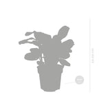 Ctenanthe Burle-Marxii – Plante D'Intérieur