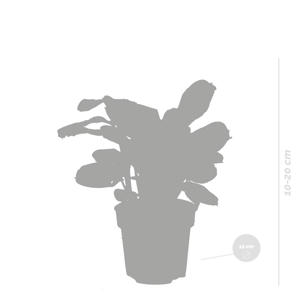 Ctenanthe Burle-Marxii – Plante D'Intérieur