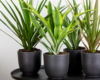 Dracaena Lemon Lime – Plante D'Intérieur