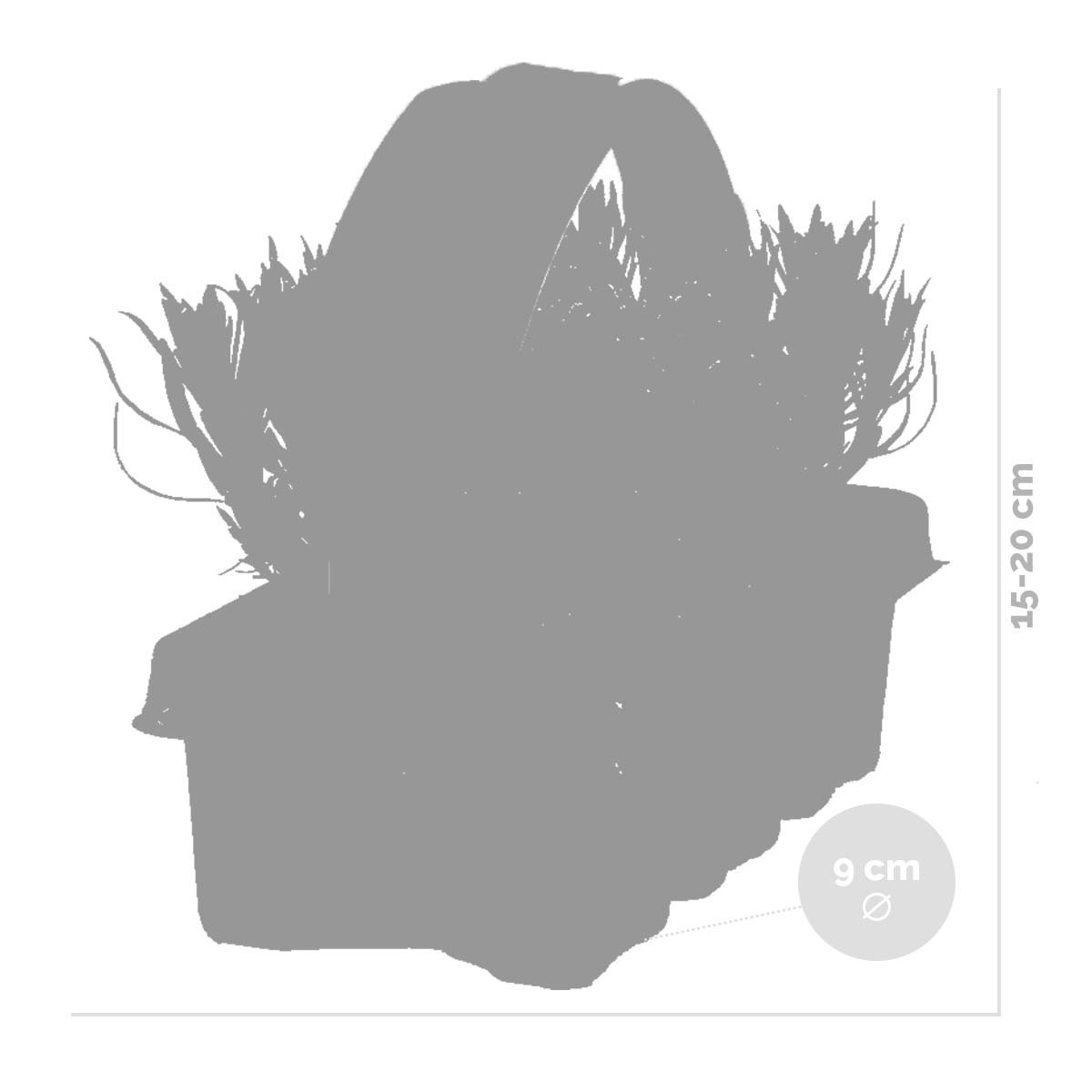Lot De 6 Lavandes – Plante D'Extérieur