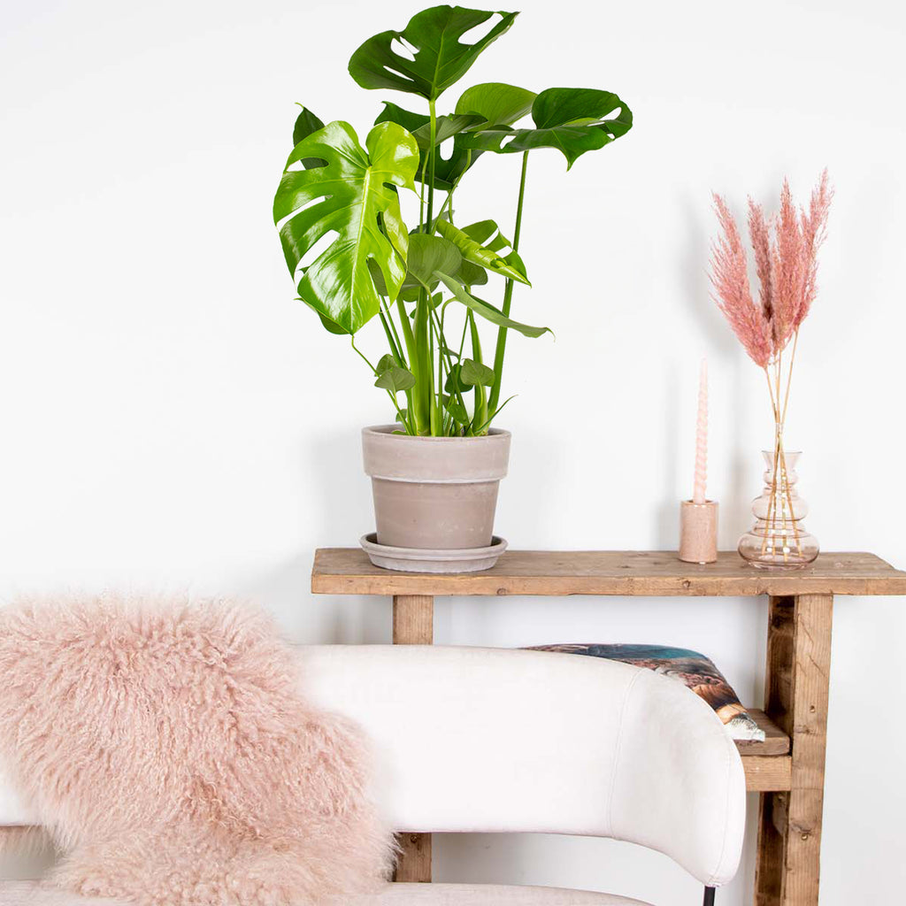 Monstera Deliciosa – Plante D'Intérieur