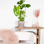 Monstera Deliciosa – Plante D'Intérieur