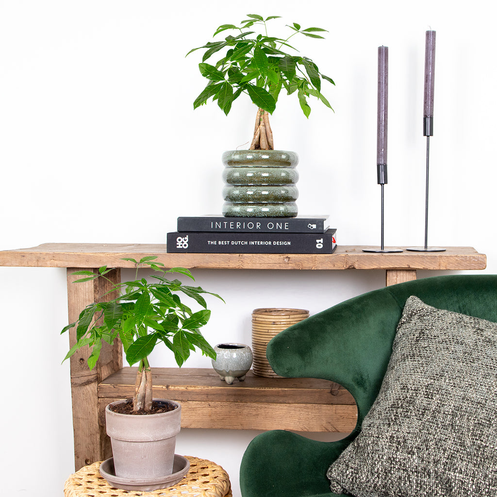 Pachira Money Tree – Indoor Plant