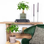 Pachira Money Tree – Indoor Plant