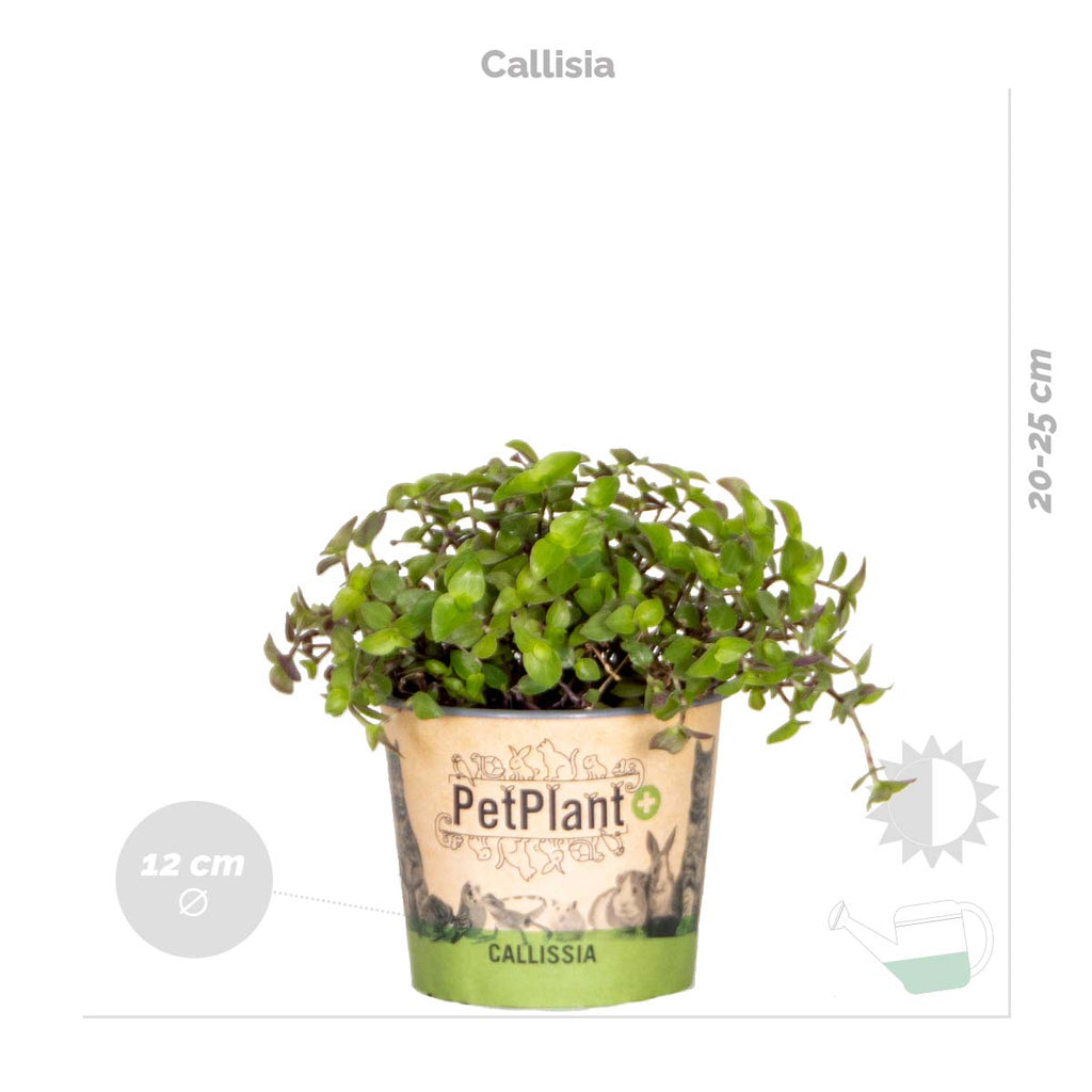 Mix of 3 Pet-Friendly Plants – Houseplant
