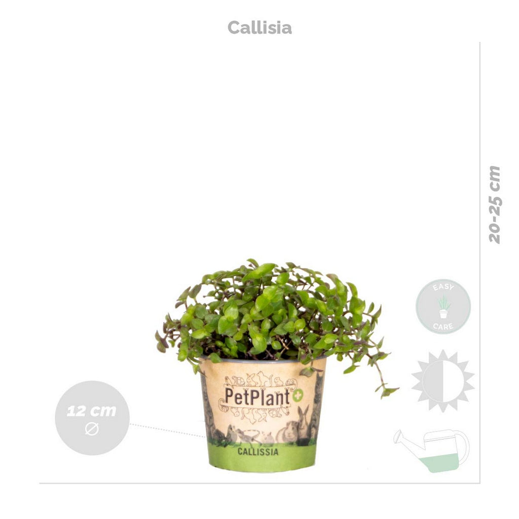 Lot De 4 Plantes Pet-Friendly – Plante D'Intérieur