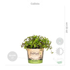 Lot De 4 Plantes Pet-Friendly – Plante D'Intérieur