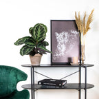 Calathéa Médaillon – Plante D'Intérieur