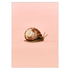 Camilla Schmidt - Snail 1