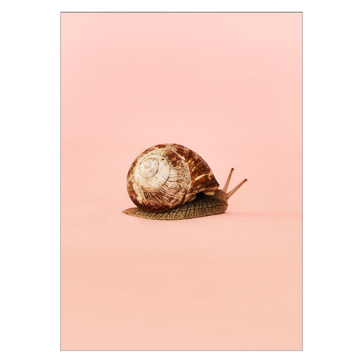 Camilla Schmidt - Snail 1