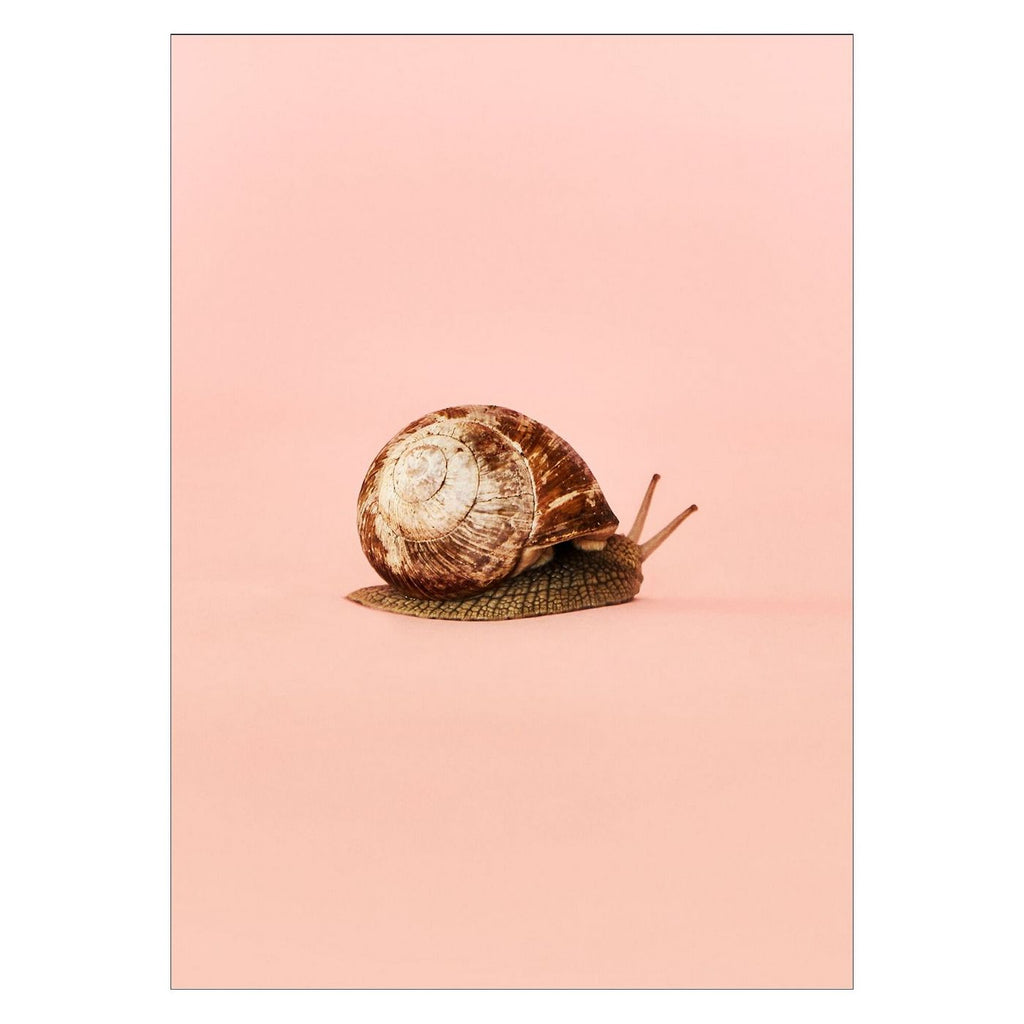 Camilla Schmidt - Snail 1