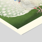 A.P. Atelier - Pavo real