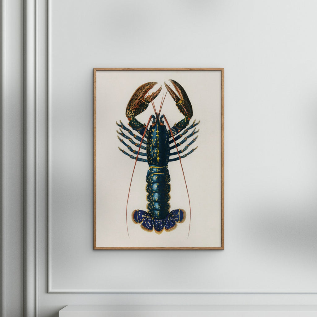 Charles Dessalines D' Orbigny - Lobster