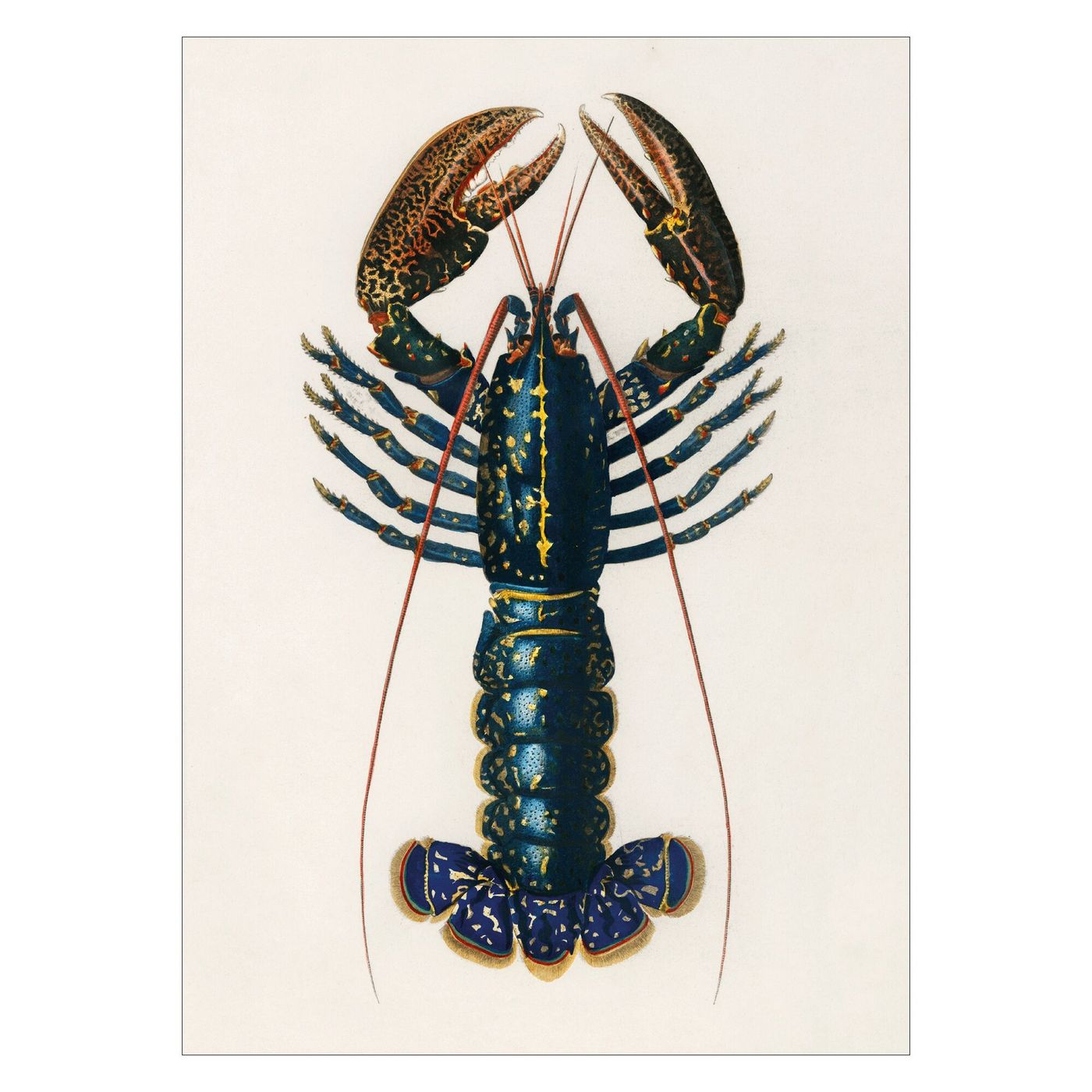 Charles Dessalines D' Orbigny - Lobster