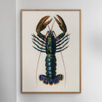 Charles Dessalines D' Orbigny - Lobster