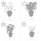 Lot De 2 Hortensias Strong Annabel – Plante D'Extérieur