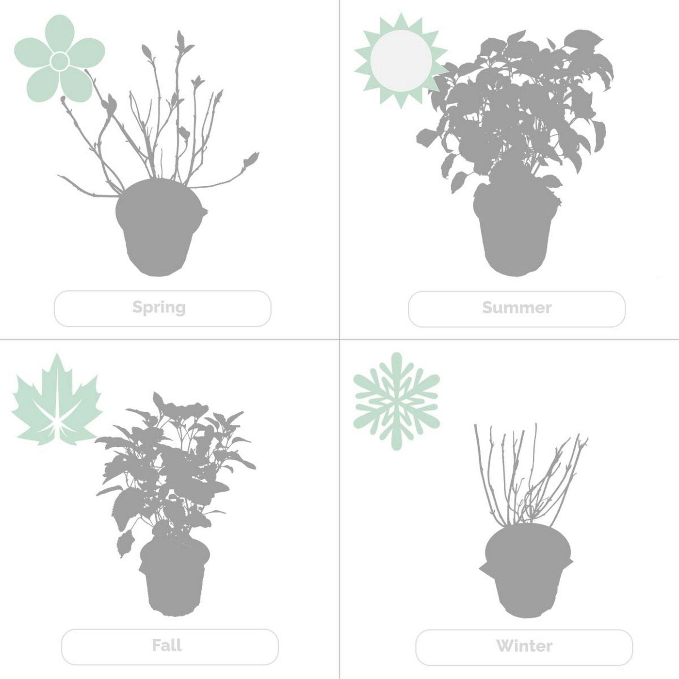 Lot De 2 Hortensias Strong Annabel – Plante D'Extérieur