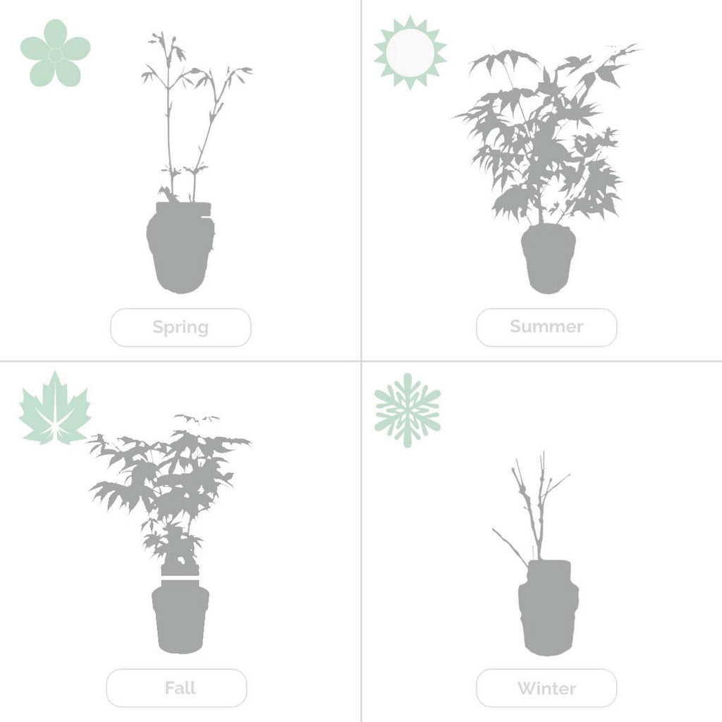 Lot De 2 Salix Flamingo – Plante D'Extérieur