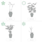 Lot De 2 Salix Flamingo – Plante D'Extérieur