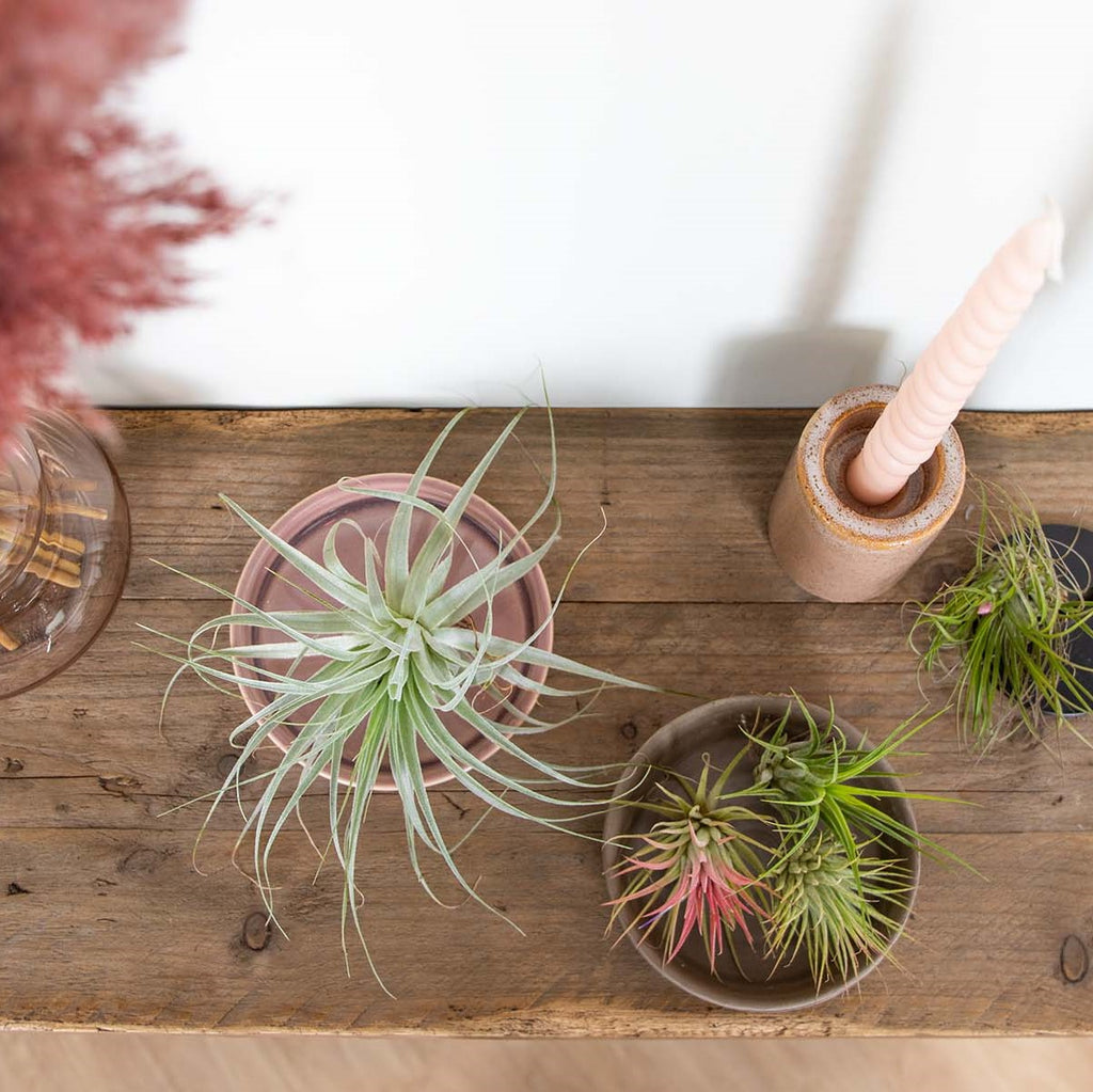 Mélange De 5 Tillandsias – Plante D'Intérieur