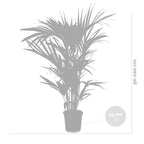 Palmera kentia – Planta de interior