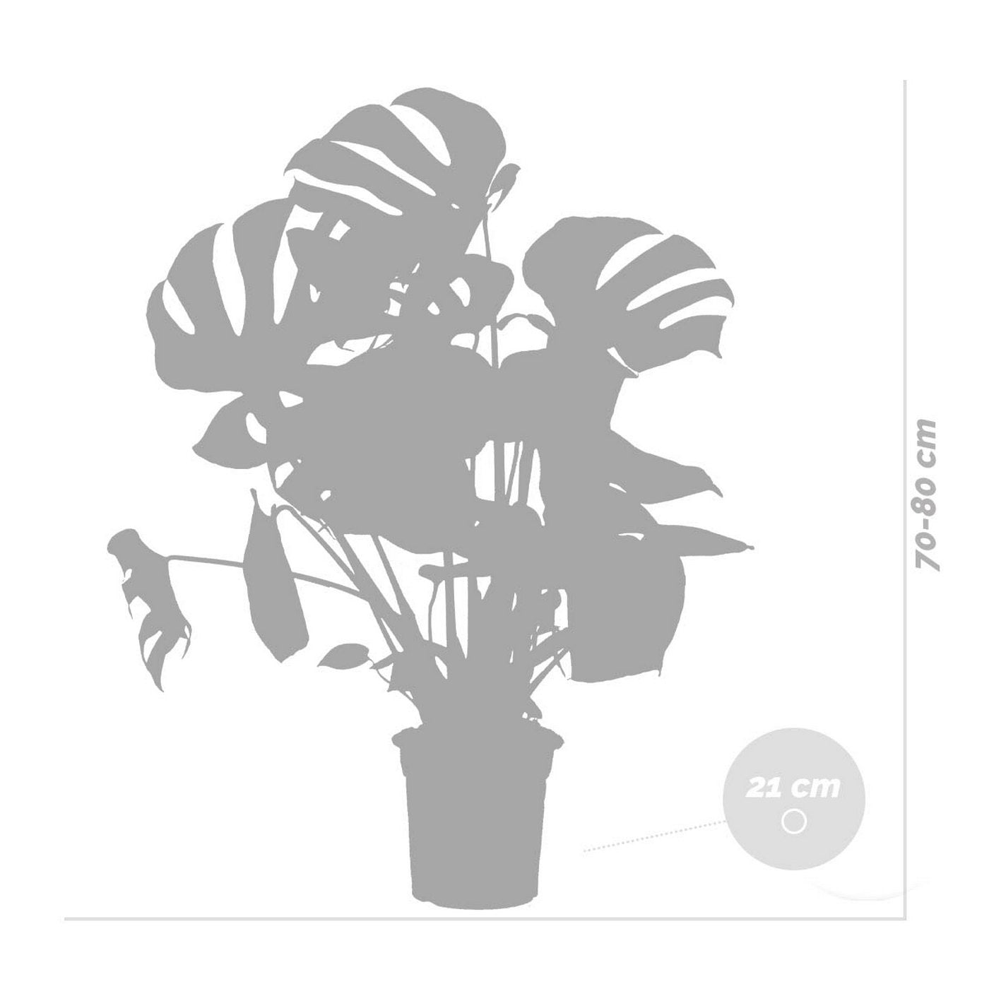 Monstera Deliciosa – Plante D'Intérieur