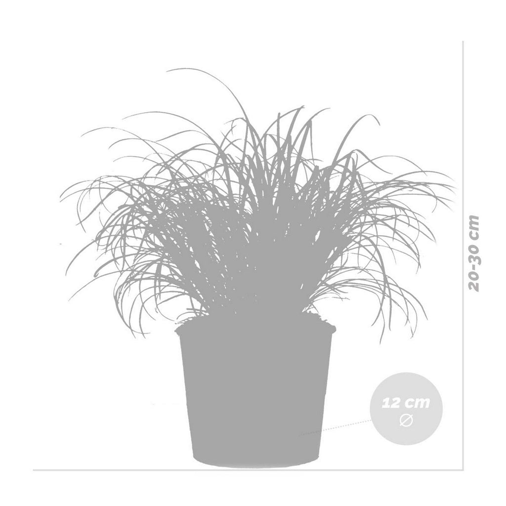 Lot De 3 Cyperus Zumula Herbe À Chat – Plante D'Intérieur