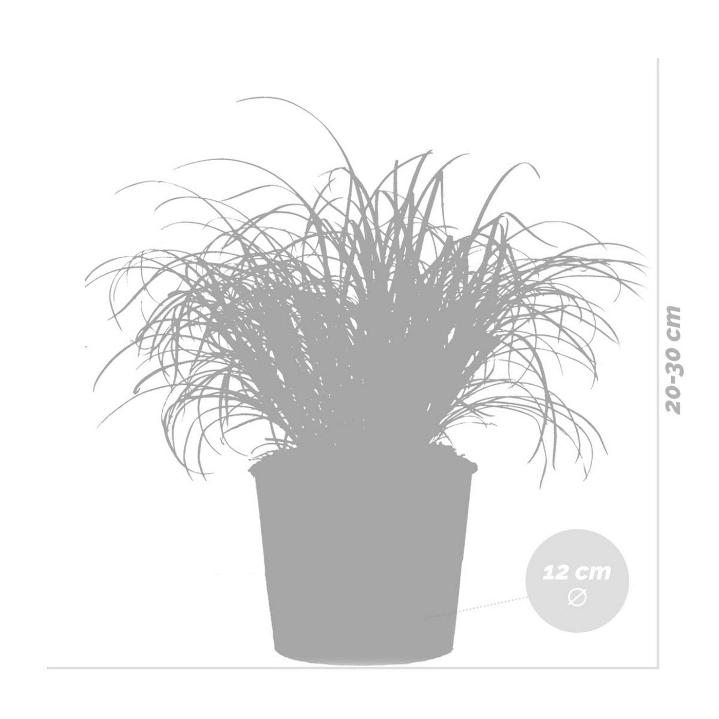 Lot De 3 Cyperus Zumula Herbe À Chat – Plante D'Intérieur