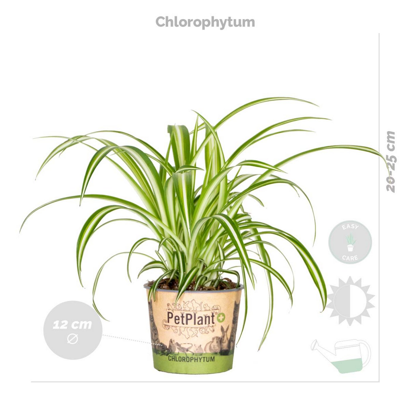 Lot De 4 Plantes Pet-Friendly – Plante D'Intérieur