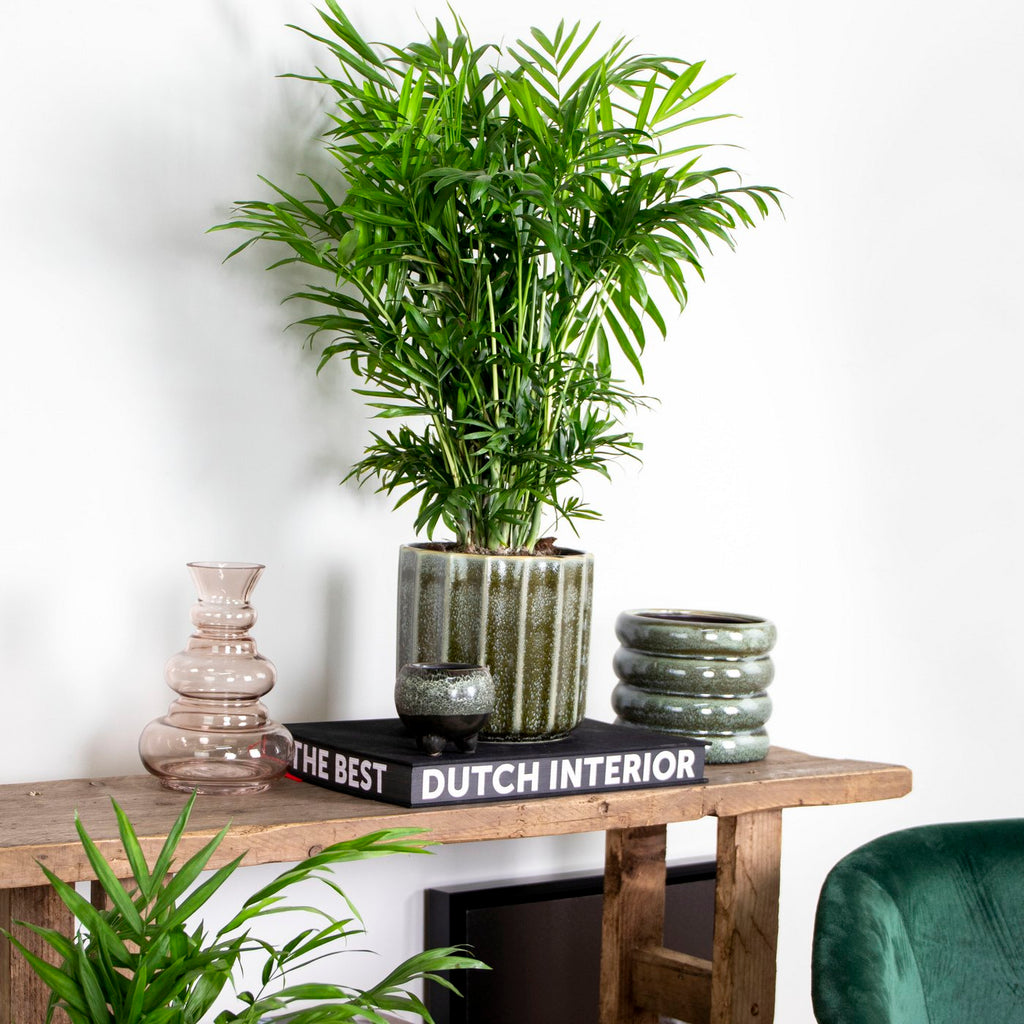 Chamaedorea Elegans – Plante D'Intérieur