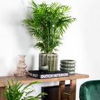 Chamaedorea Elegans – Plante D'Intérieur